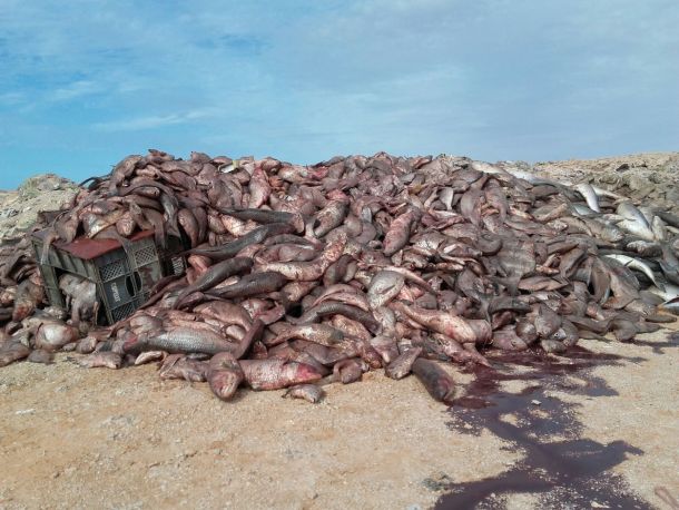 8984discards_dakhla_21.10.15_a_610.jpg