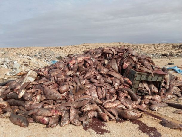 bed7discards_dakhla_21.10.15_b_610.jpg