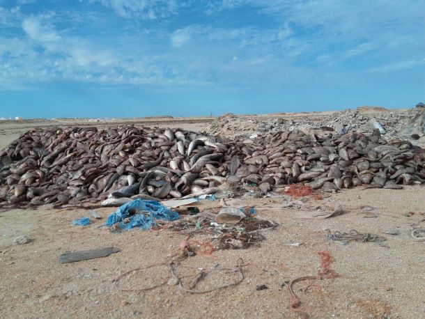 discards_dakhla_21.10.15_610.jpg